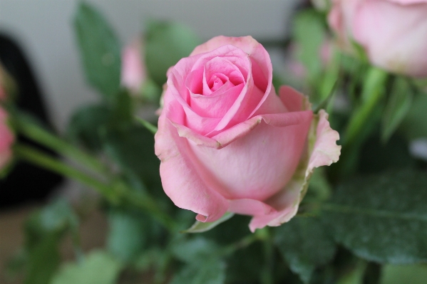 Nature plant white flower Photo