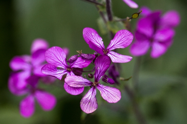 Nature blossom plant texture Photo