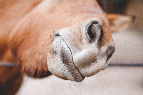 Puppy dog animal zoo Photo