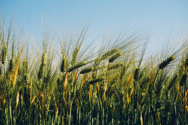 Grass plant field barley Photo