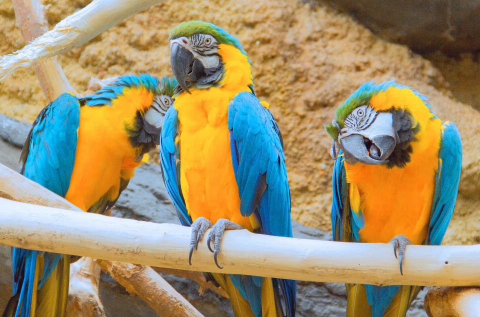 Nature oiseau faune zoo