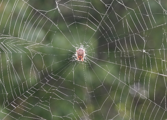 Nature dew animal web Photo