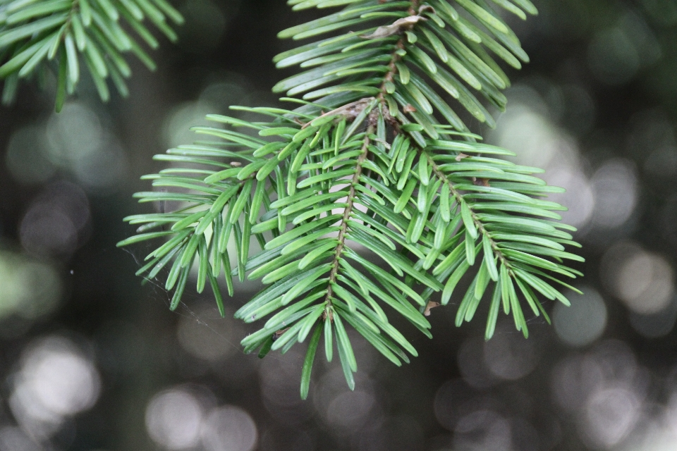 Tree branch plant leaf