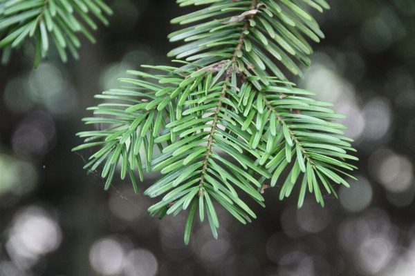 Tree branch plant leaf Photo