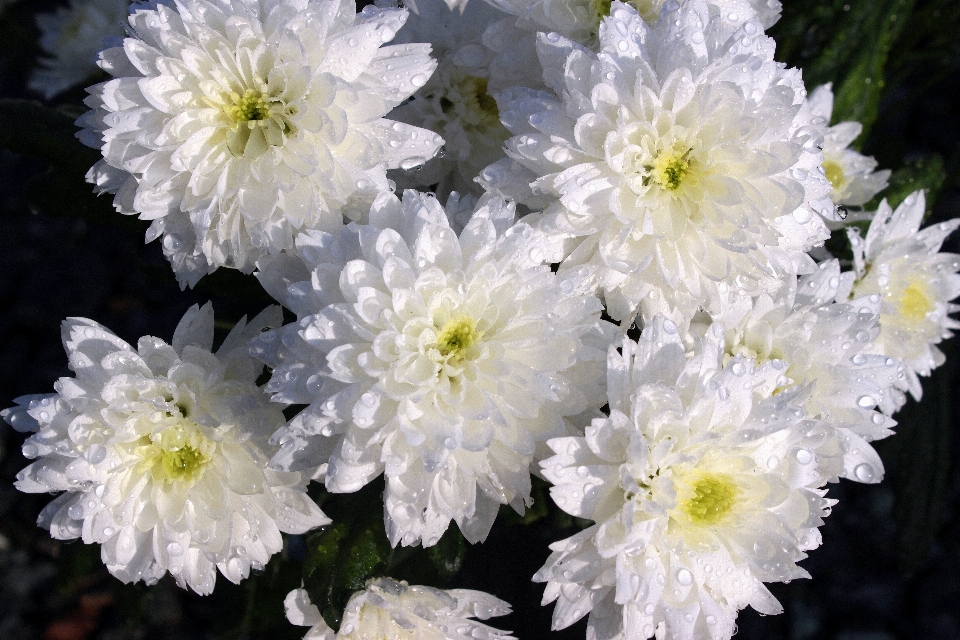 Naturaleza florecer planta blanco