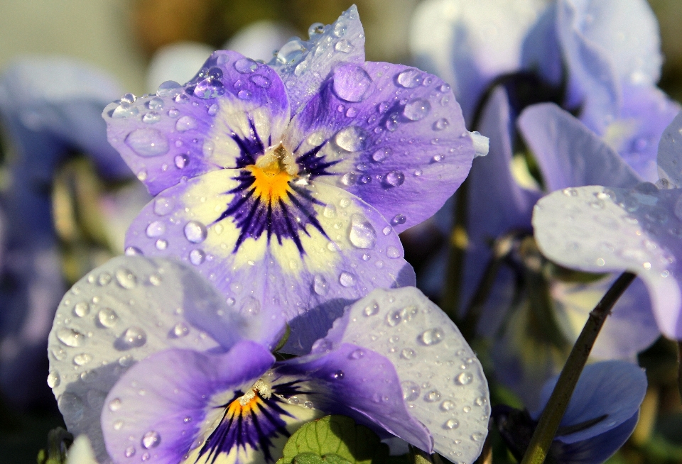 Nature fleurir usine fleur