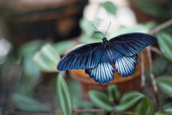 Nature wing leaf flower Photo