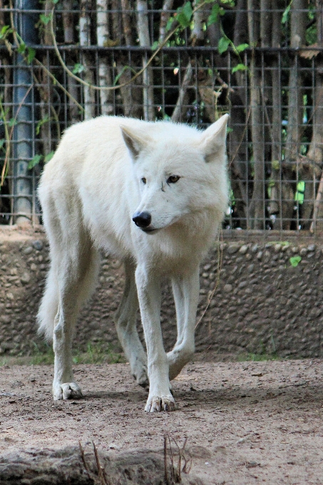 Tierwelt zoo säugetier wolf