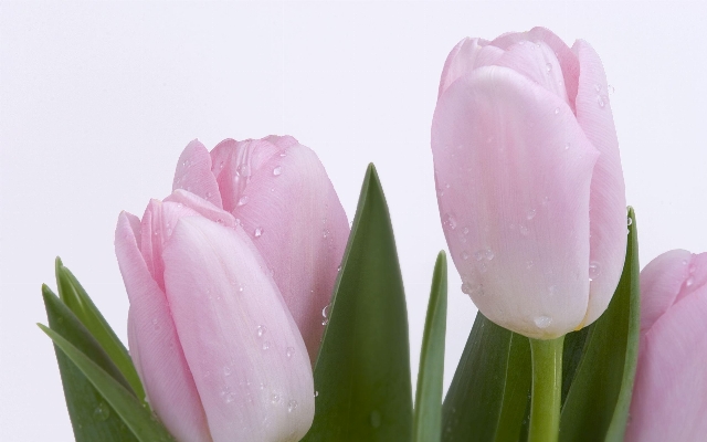 Blossom plant flower petal Photo