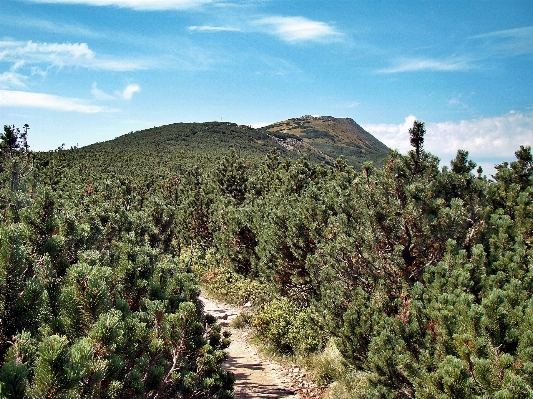 Landscape tree forest wilderness Photo