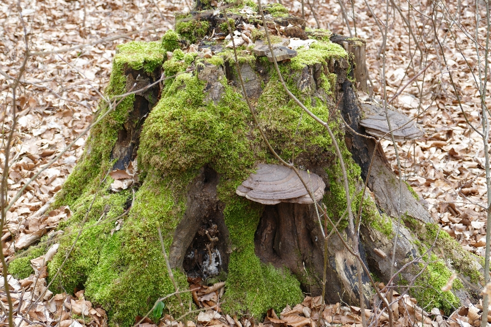 árvore natureza floresta rock