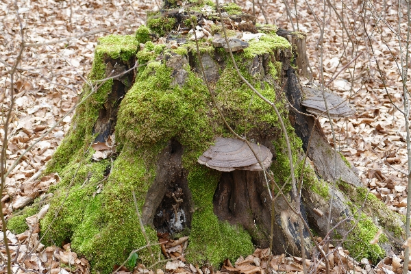 Tree nature forest rock Photo