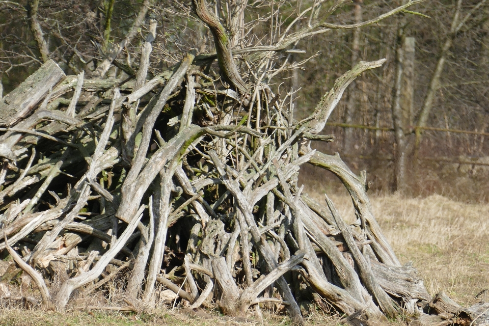 árvore natureza floresta filial