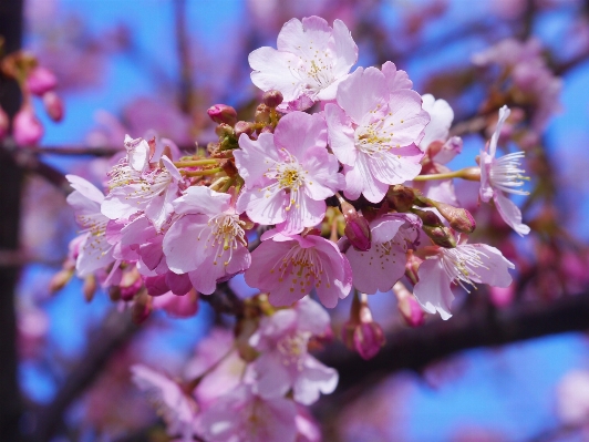 Branch blossom plant wood Photo