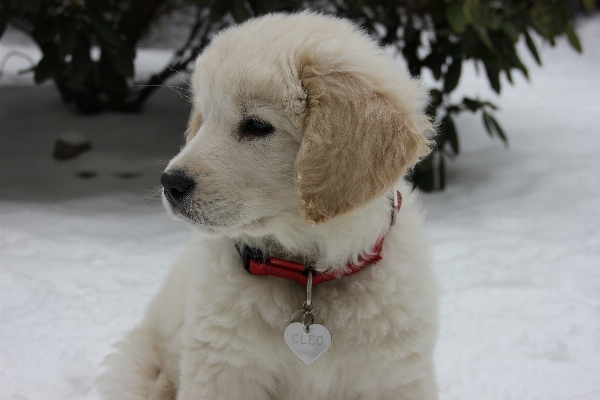 Puppy dog mammal golden retriever Photo