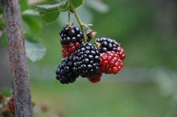 画面 ブランチ ボケ味
 植物 写真