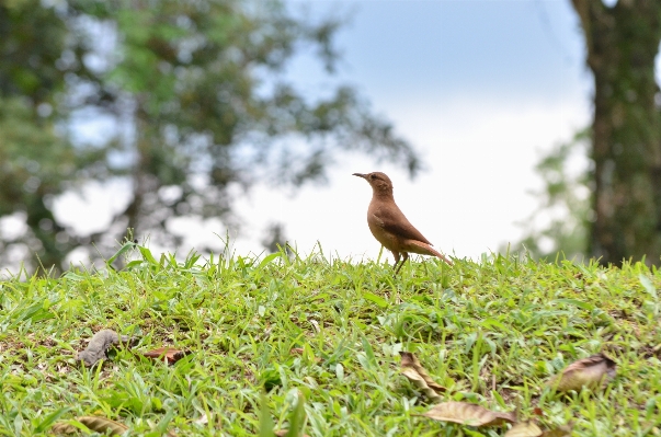 Nature forest grass branch Photo