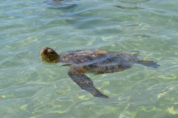 Beach sea water nature Photo