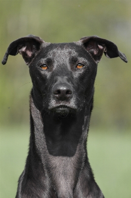 Dog summer portrait mammal Photo