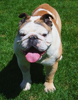 Grass white dog animal Photo