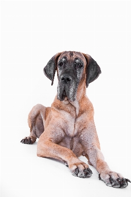 White old dog mammal Photo