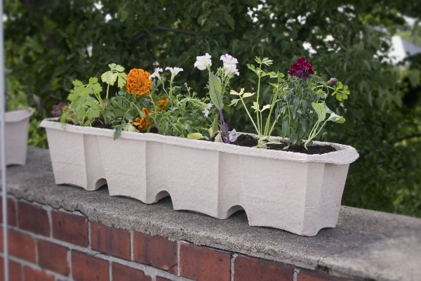 Plant flower salad green Photo