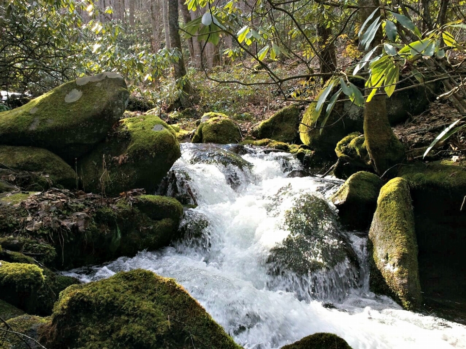 Landscape tree water nature