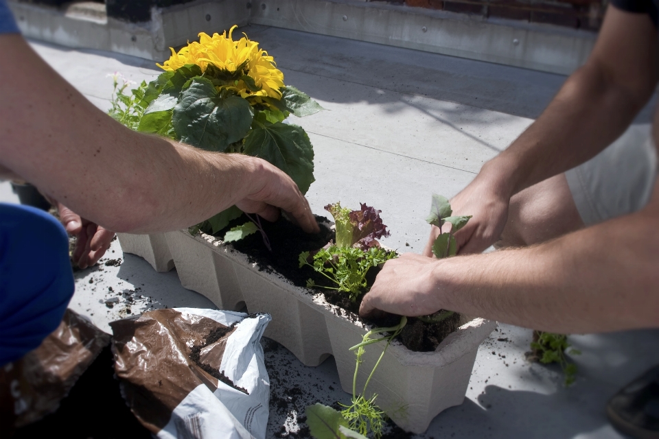 Person anlage blume salat