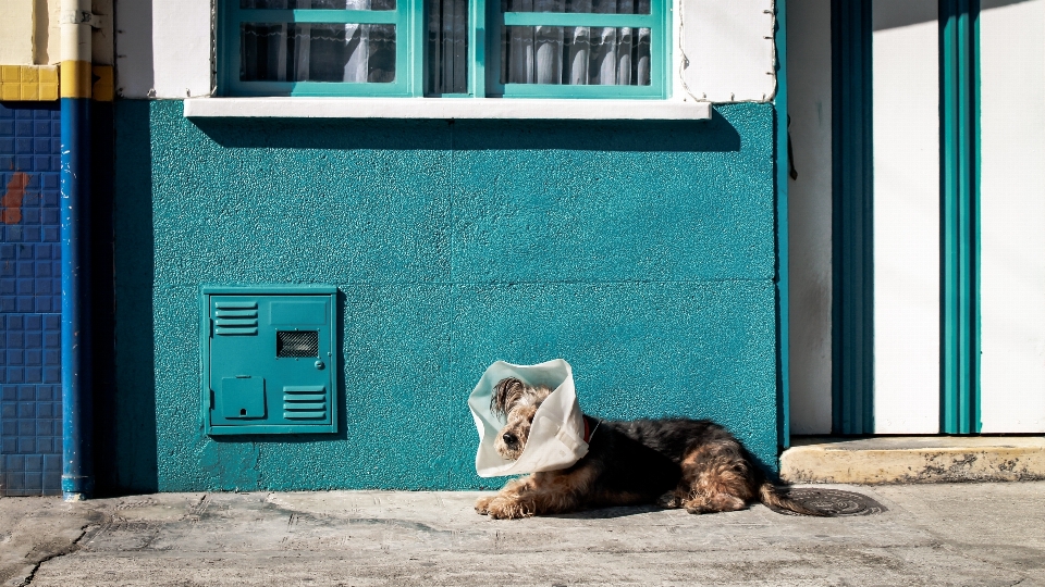 Pencere ev köpek kedi