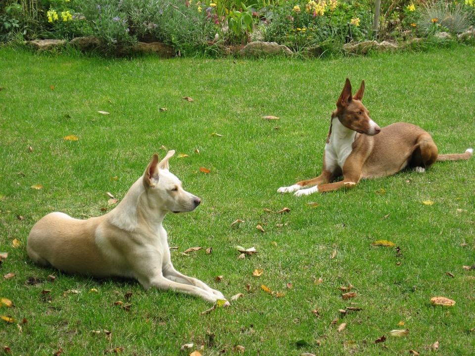 Montre chien animal de compagnie