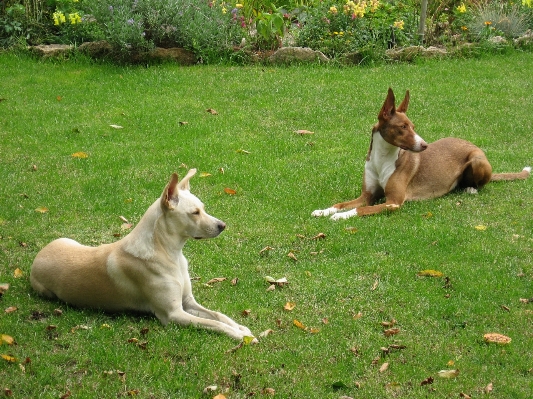 Foto Jam tangan anjing satwa peliharaan