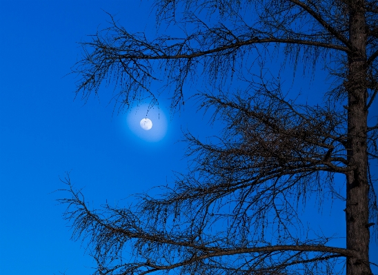 木 ブランチ ライト 空 写真