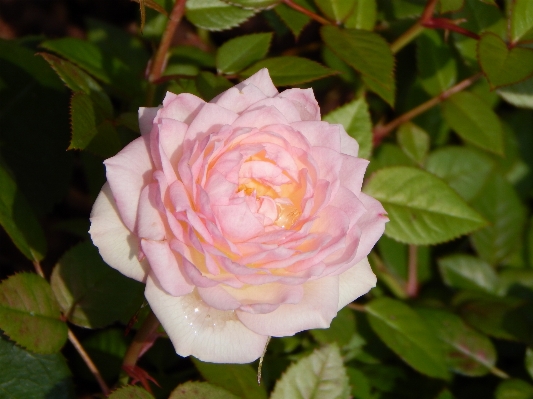 Nature blossom plant flower Photo