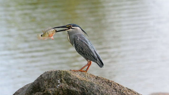 Bird wing river asian Photo