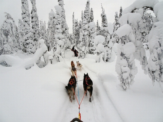 Landscape snow cold winter Photo