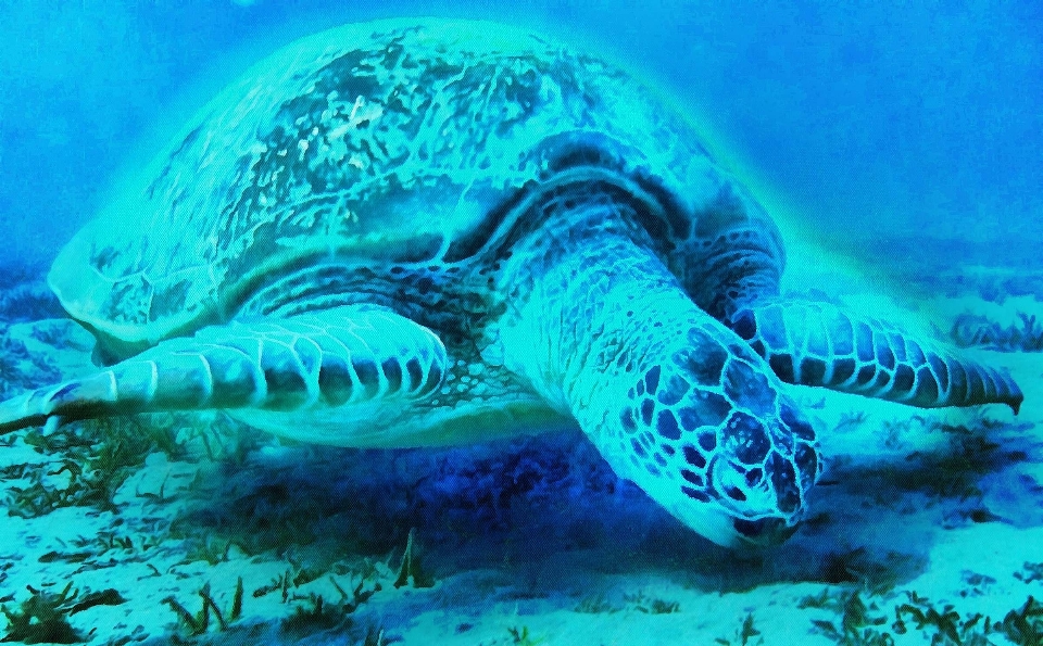 Underwater biology turtle sea