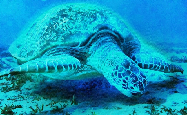 Underwater biology turtle sea Photo