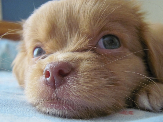 Foto Filhote de cachorro animal bonitinho