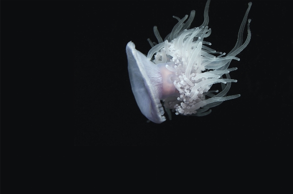 Sea nature biology jellyfish Photo