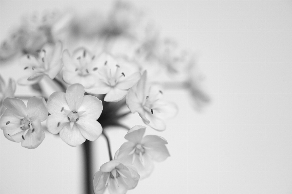 Photo Bifurquer fleurir noir et blanc
 usine