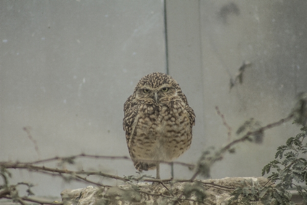 Foto Alam burung satwa margasatwa