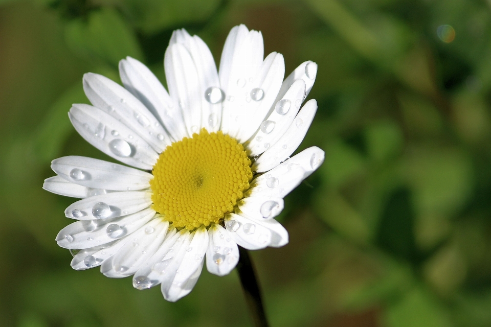 Natur blüte anlage weiss