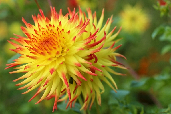 Blossom plant flower petal Photo