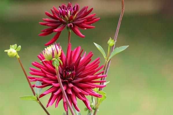 Blossom plant flower petal Photo