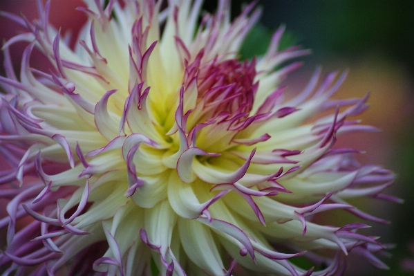 Blossom plant flower petal Photo