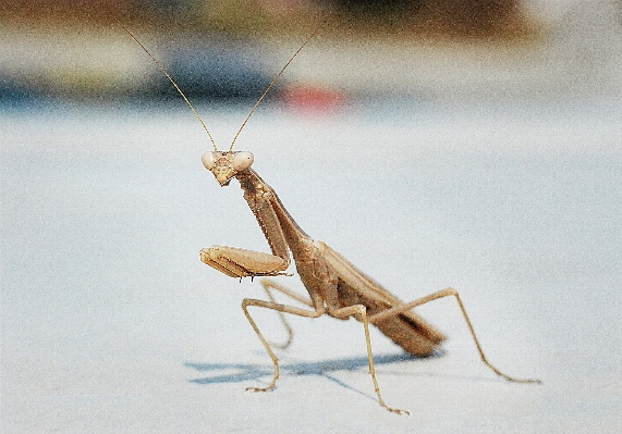 Wing insect macro fauna Photo