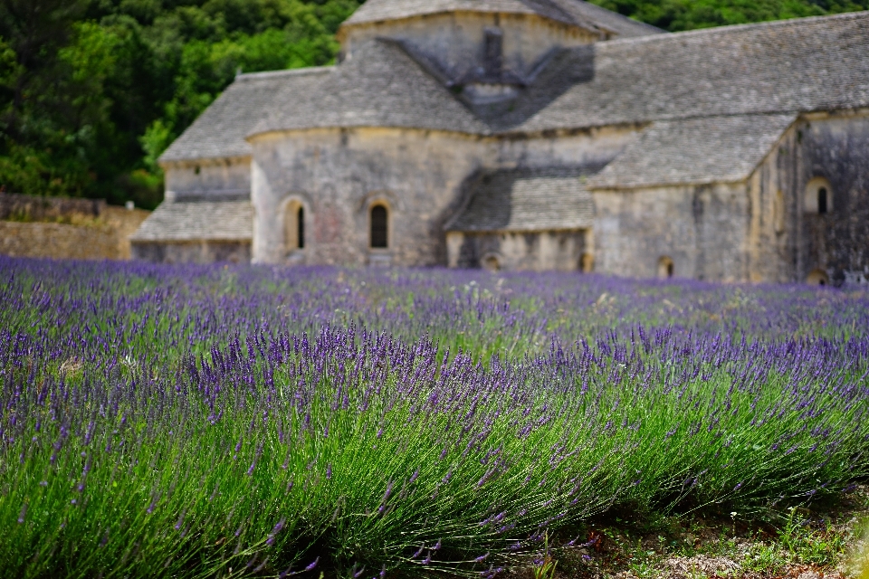 Natura erba architettura pianta