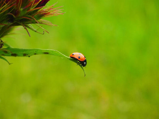 Nature grass branch meadow Photo