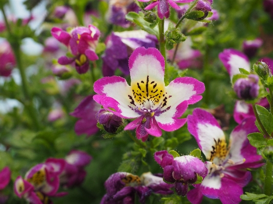 Blossom plant white meadow Photo