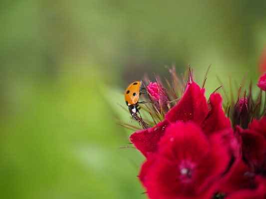 Nature blossom plant photography Photo